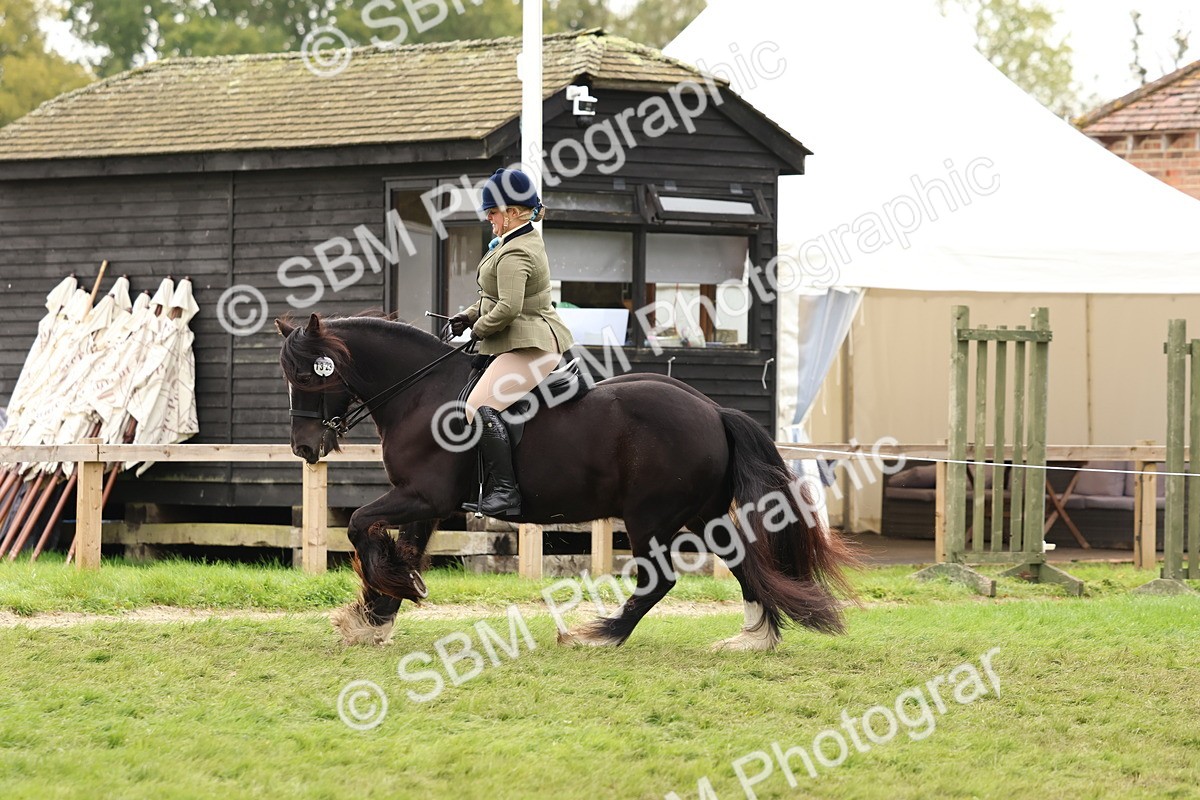 SBM_59911 - S36 - Rehabiliated Rescue Horse & Pony In Hand & Ridden
