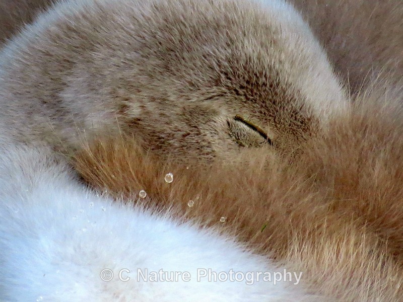 Do Not Disturb - Birds