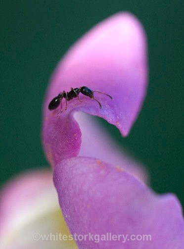The Ant And The Foxglove - Up Close !