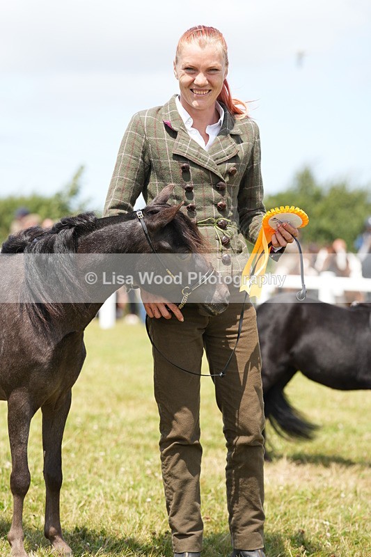 DSC06532 - Class 56: Miniature Horse 1, 2 & 3yr olds