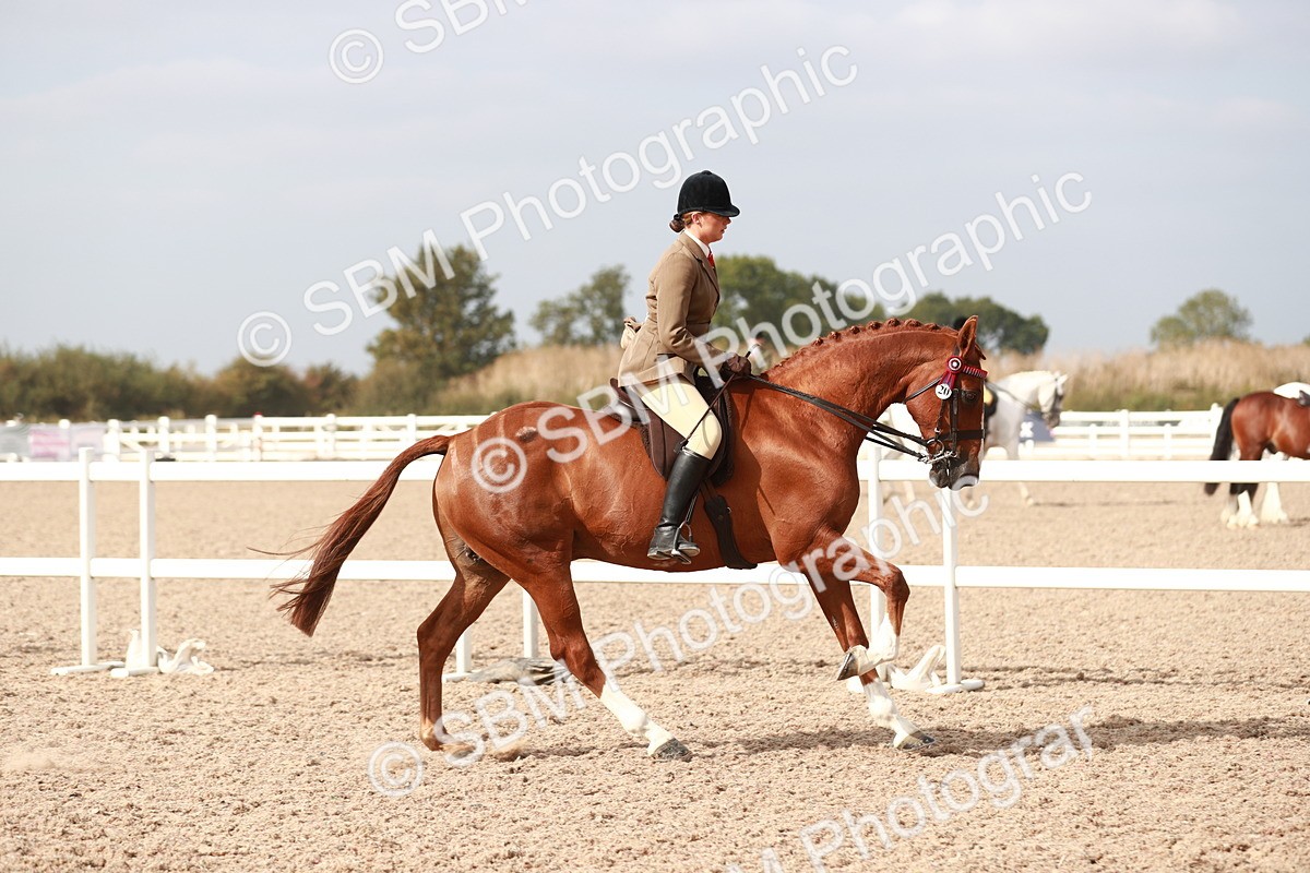 SBM_17485 - Class 215 Ridden Hack/ Riding Horse