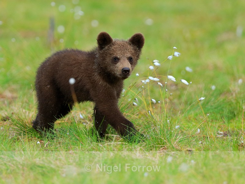 Brown Bear cub from the Swamp Hide at Martinselkonen - Brown Bear