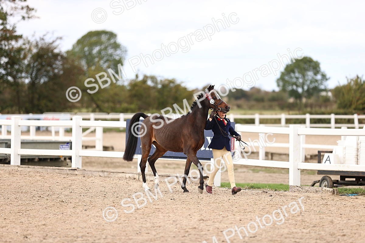 SBM_15944 - Class 416 - Prettiest Mare (IH or Ridden) Jnr