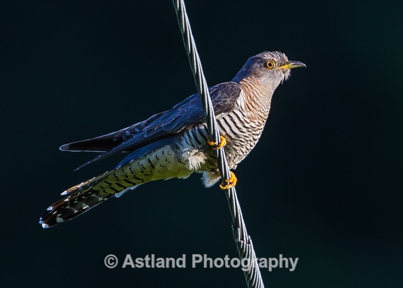 Astland Photography, Bird and Wildlife Images, Susan and Peter Wilson, U.K.