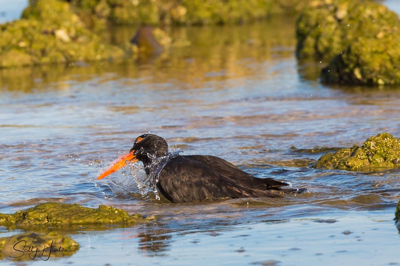 Sooty Oyster Catcher Bath 3