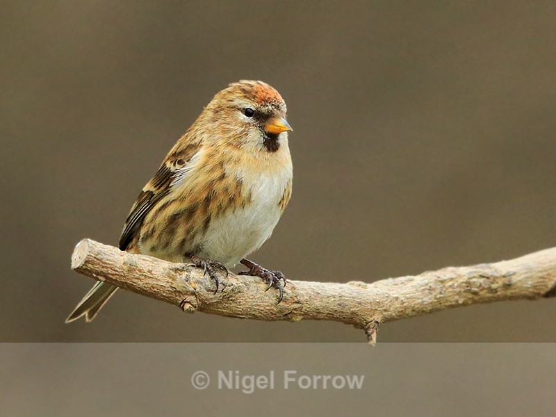 Lesser Redpoll perched by the feeders at Otmoor - Lesser Redpoll