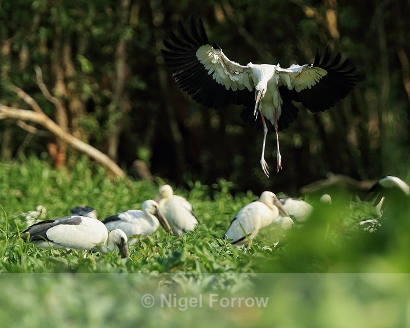 Asian Openbill about to land, Gao Giong, Vietnam - Asian Openbill