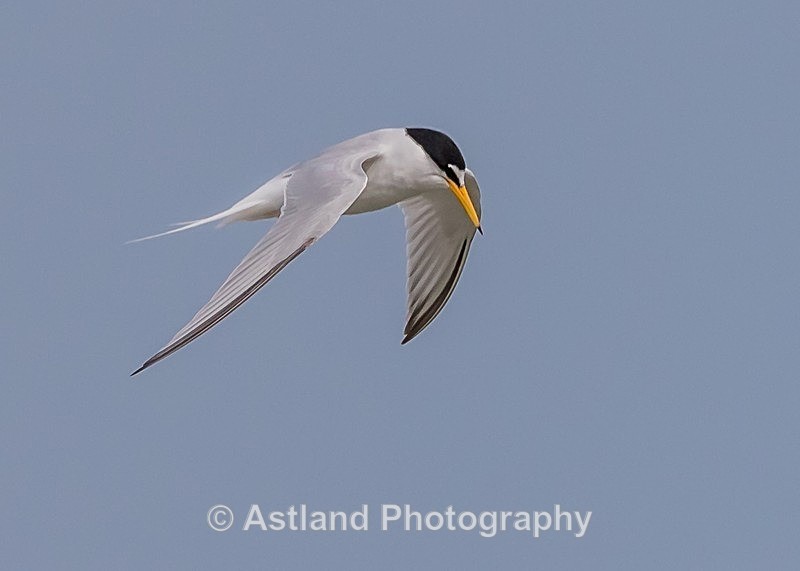 Astland Photography, Bird and Wildlife Images, Susan and Peter Wilson, U.K.