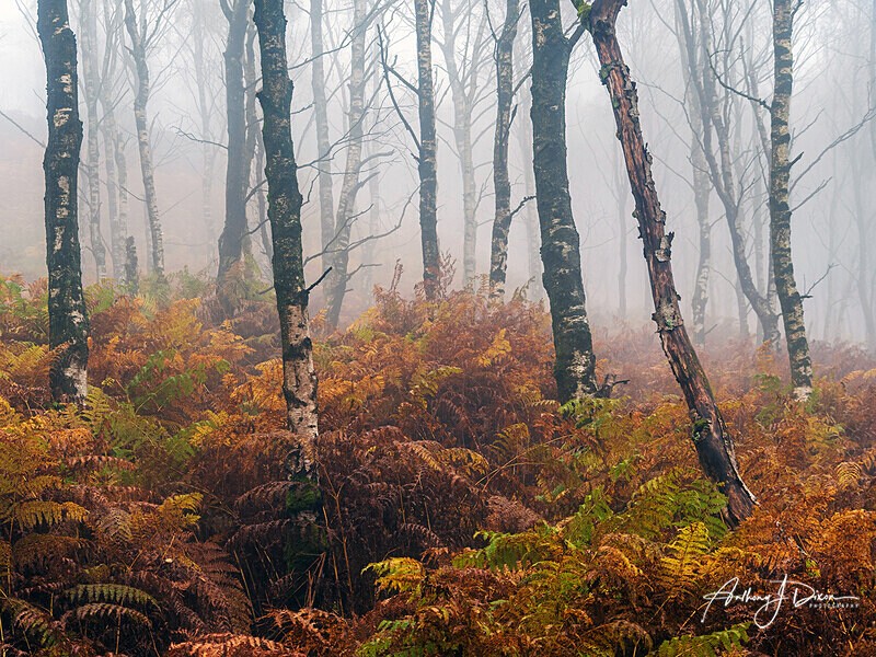  - Woodland