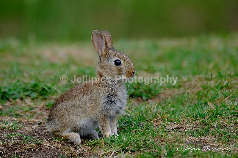  - Wildlife and Nature