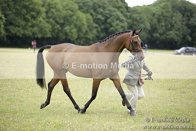 BVR160717-1105 - In Hand Championship 16/07/17