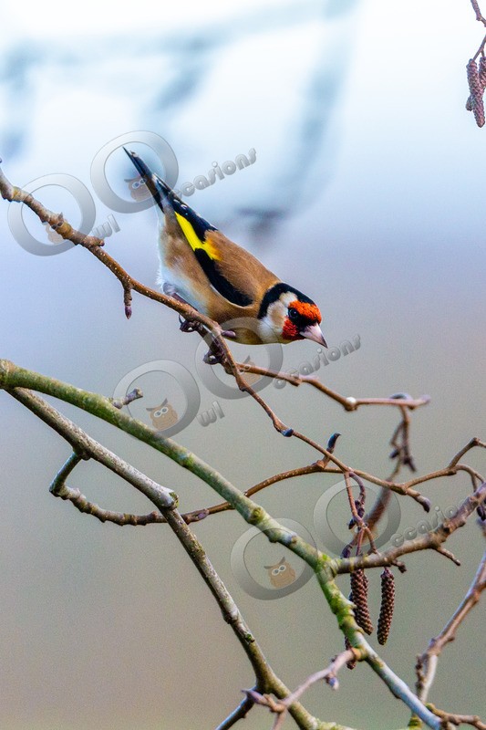goldfinch Carduelis carduelis 1250 - UK birds