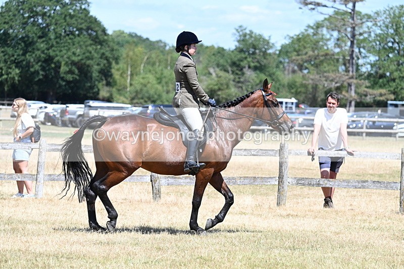 WJ7_2847 - Class 7 Riding Club Show Horse