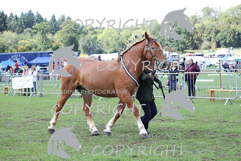 APP_3369 - Class 5 In Hand Championship