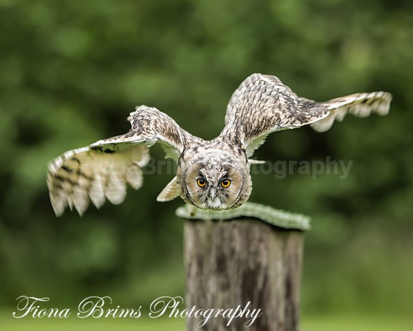 Wow June PD-86 - Birds of Prey