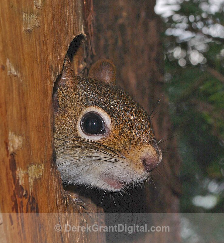 Who's There? - Urban Wildlife