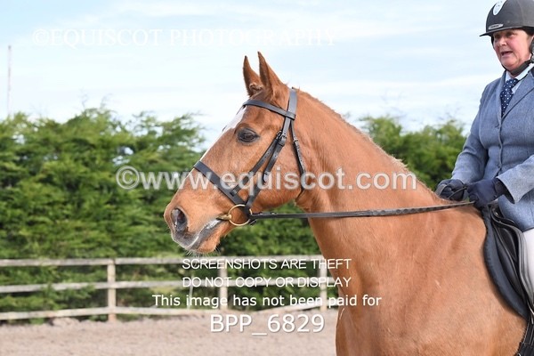 BPP_6829 - RING 1  (RIDDEN HORSES / IN HAND / VETERAN ETC)