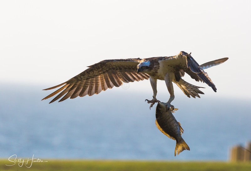 Osprey with Luderick 2