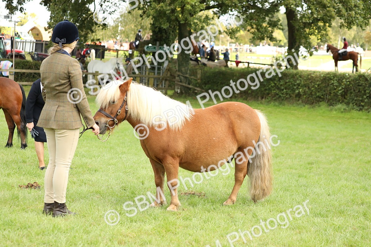 SBM_62802 - S46 - Mountain & Moorland In Hand Small Breeds