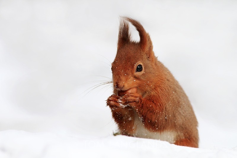 Red Squirrel - Red Squirrels