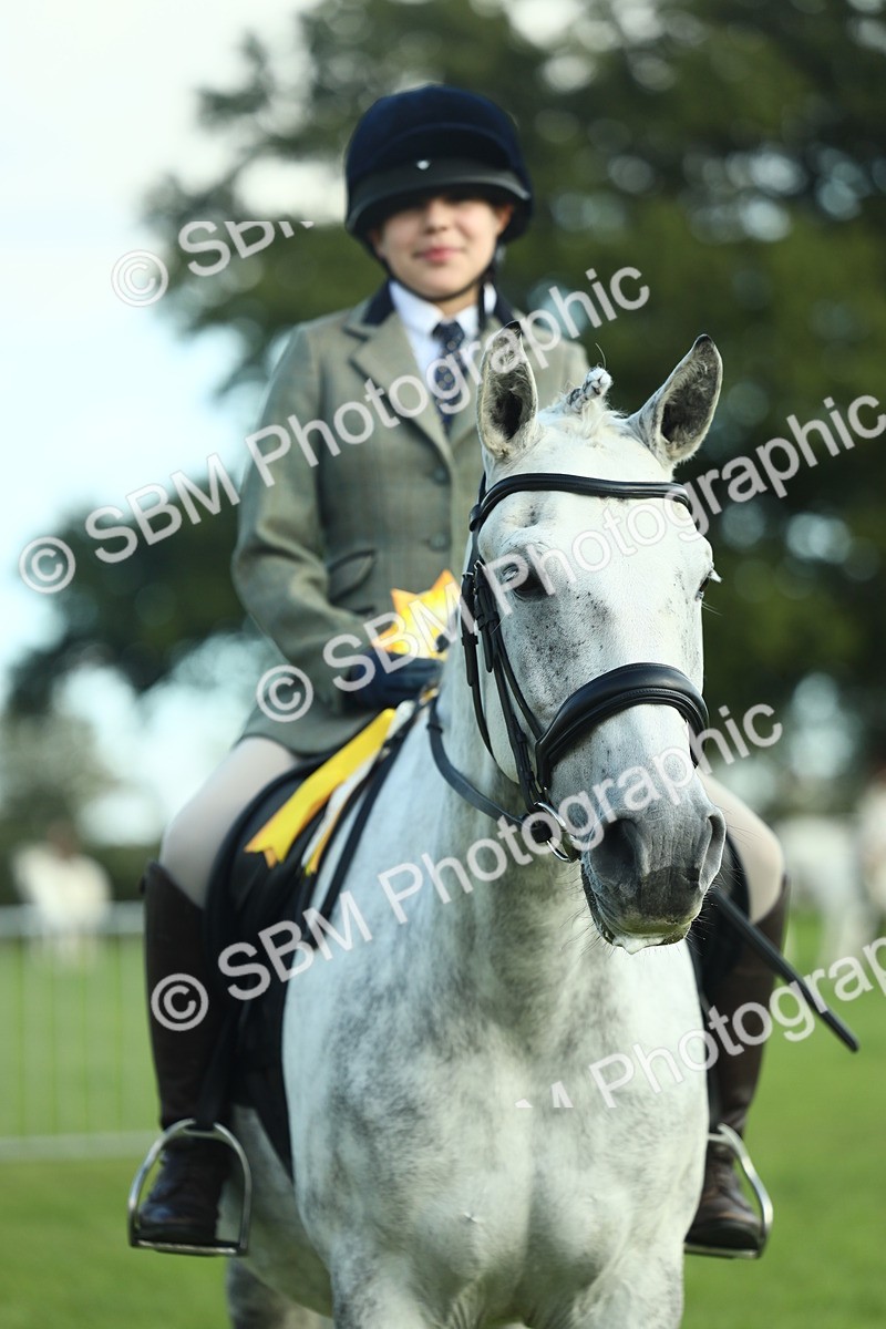 SBM_49949 - S32 - Novice & Newcomers Working Hunter