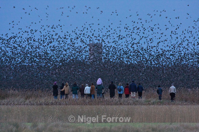 Starling Roost - Starling