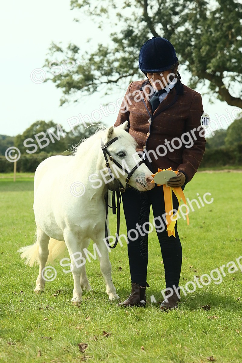 SBM_66759 - S34 - Rehabilitated Rescue Horse & Pony In Hand & Ridden