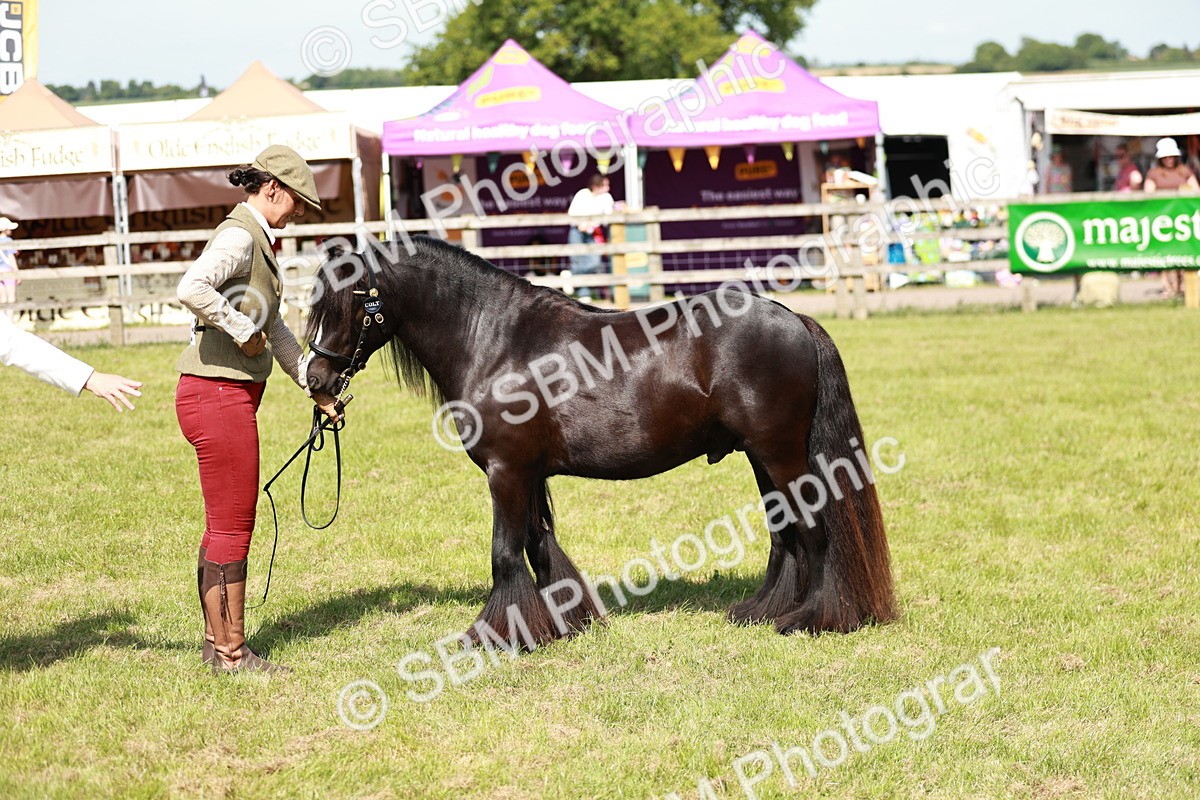 SBM_08590 - Class 63-65 - Traditional Gypsy Cobs In Hand & Ridden