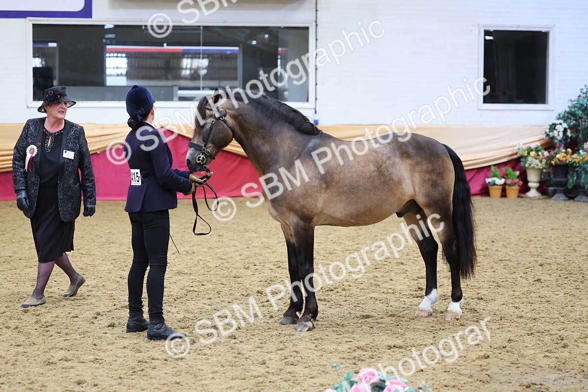 SBM_22753 - Class 903 - Supreme Final - IH Pre Vet