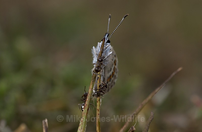 Silver studded blue butterfly, Emerging from ants nest - New Butterflies from Prees Heath (Silver Studded Blue )