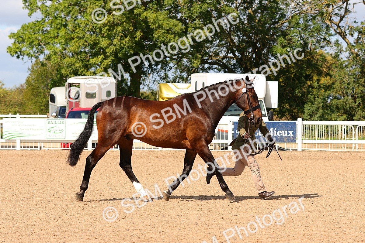 SBM_11161 - Class 208 - IH Veteran Horse