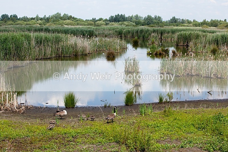 20110702-IMG_6112 - Woolston Eyes Nature Reserve