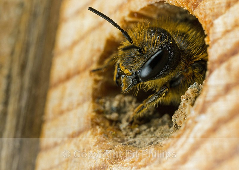 Osmia leaiana (f) - Osmia leaiana