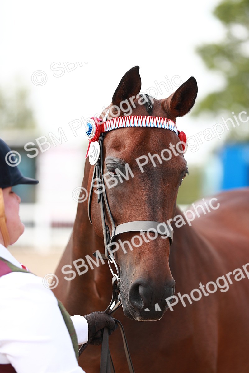 SBM_13293 - Class 208 IH Veteran Horse
