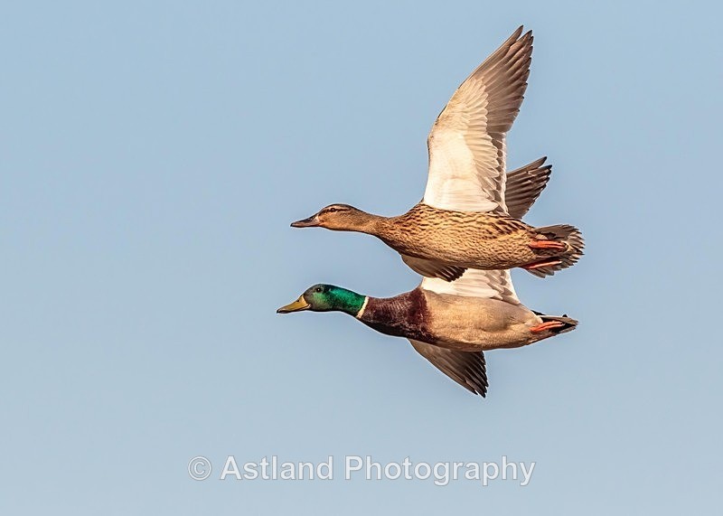 Astland Photography, Bird and Wildlife Images, Susan and Peter Wilson, U.K.