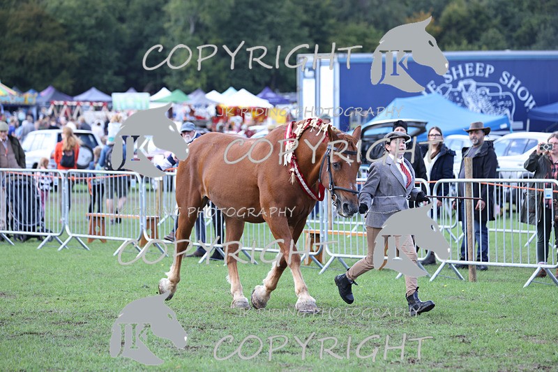 APP_3440 - Class 6 Young Handlers