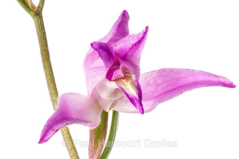  - WB: Orchids - Various