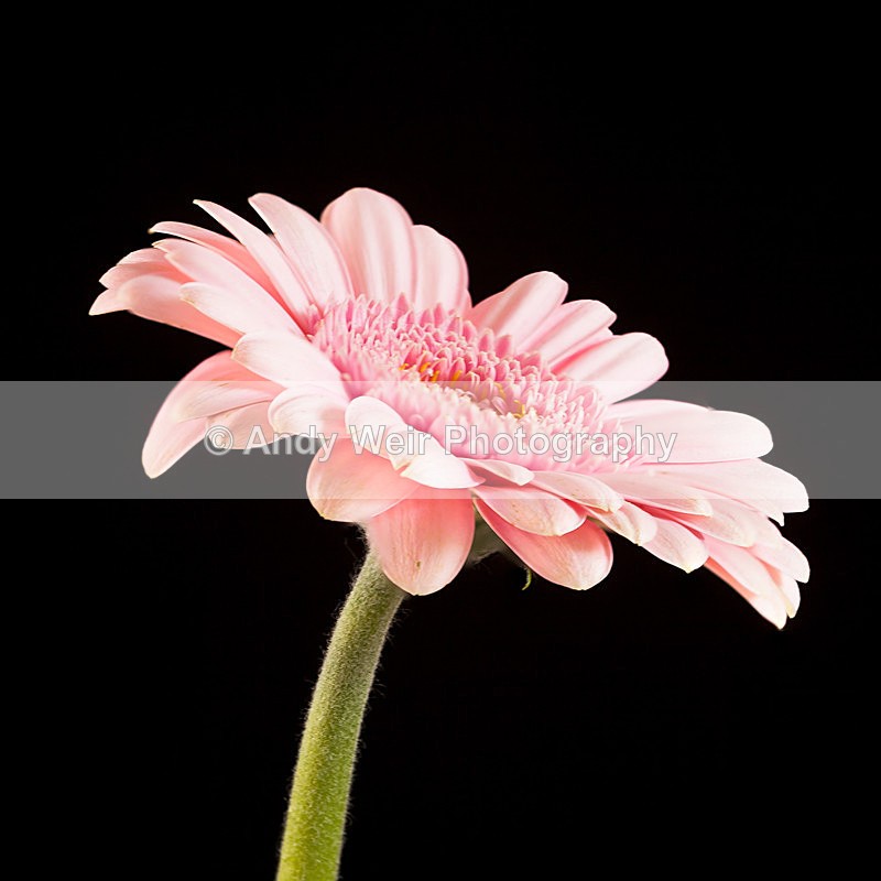 20130406-_MG_2924-1799 - Plants & Flowers