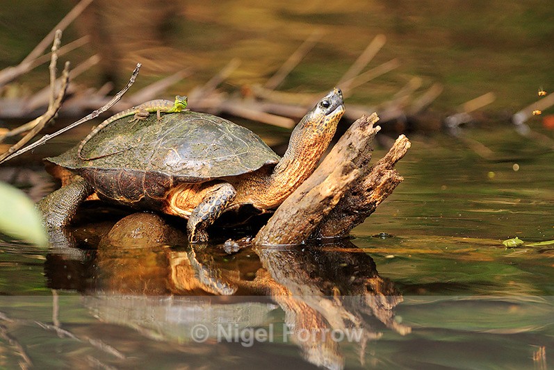 River Turtle with a Plumed Basilisk on it's back at Tortuguero - REPTILES & AMPHIBIANS