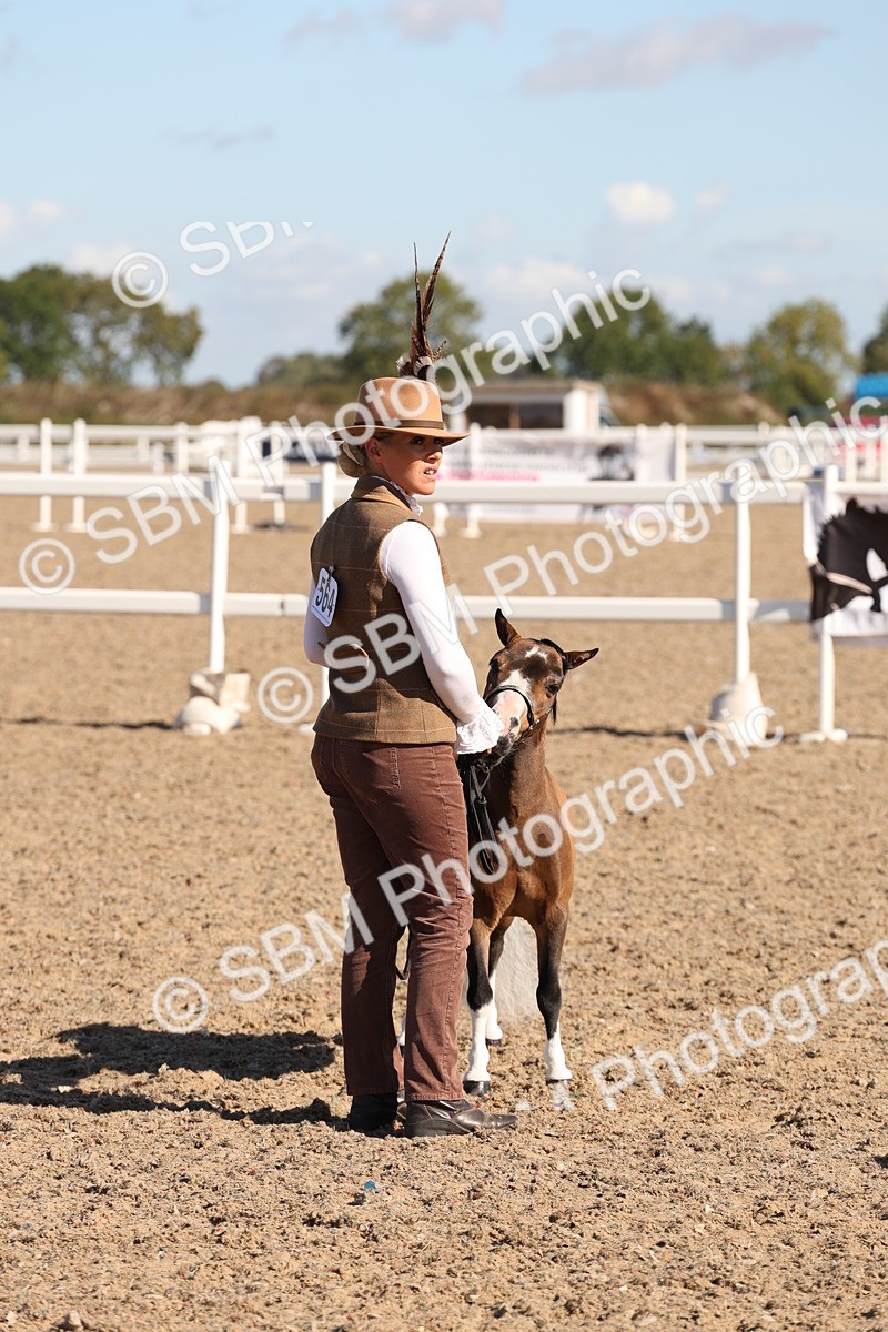 SBM_12917 - Class 206 - IH Non Show Type Pony