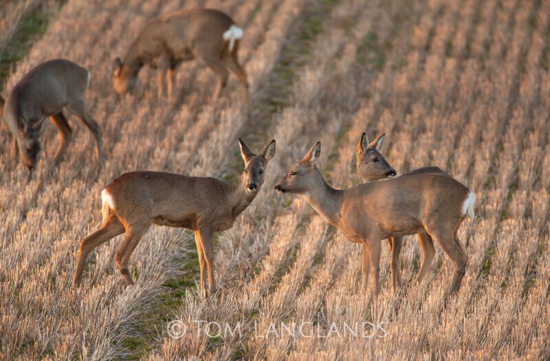 Roe Deer - Deer