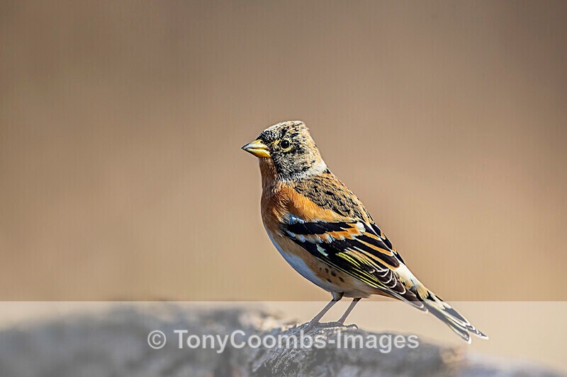 Brambling  1901-18779 - Around the Reflection Pool