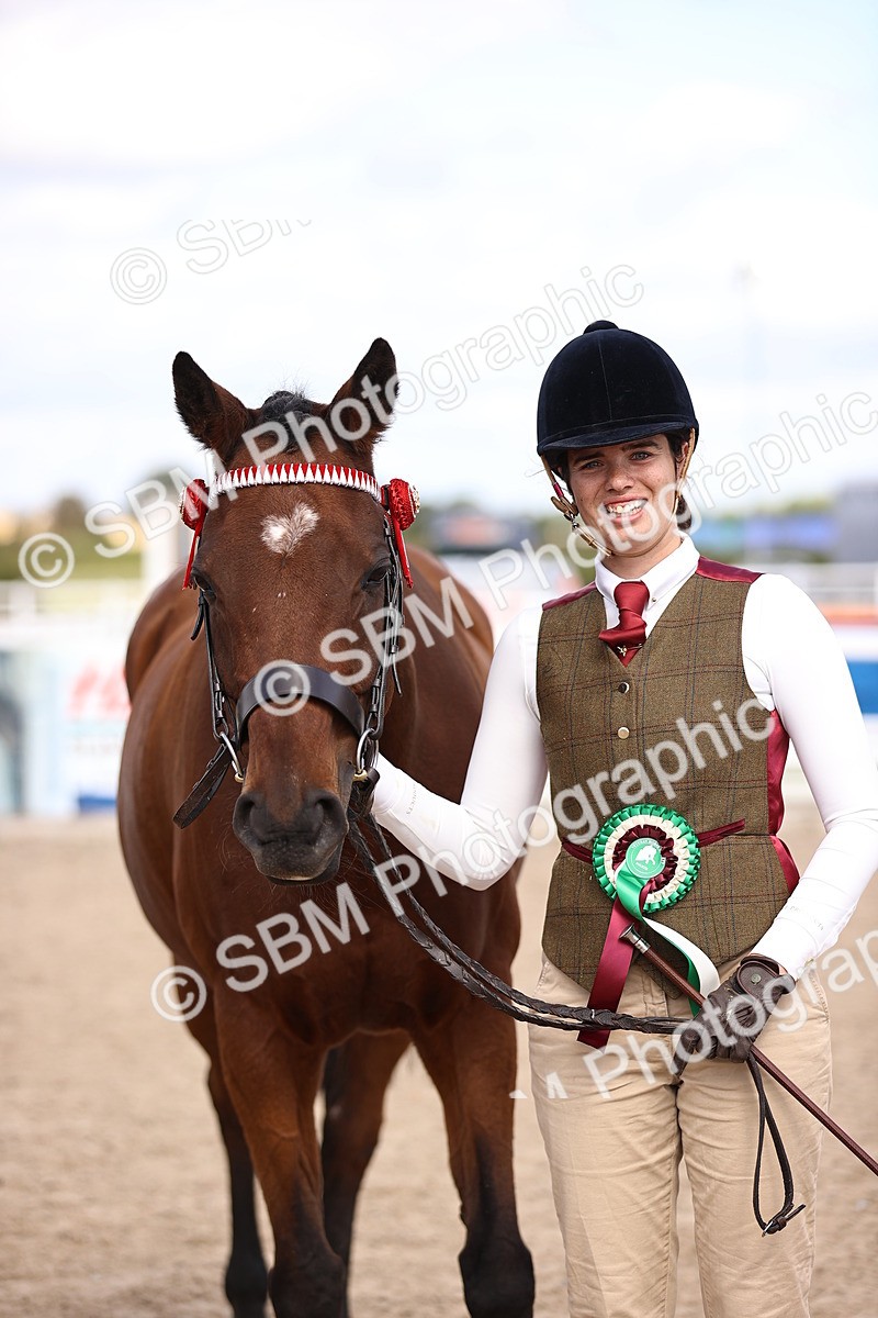 SBM_14416 - Class 412 - Handsomest Gelding (IH or Ridden)Adult