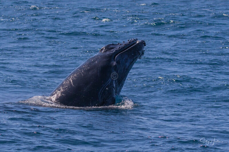 0A3A3231 Calf Head Lunge 1 - 2024 Whale Photos