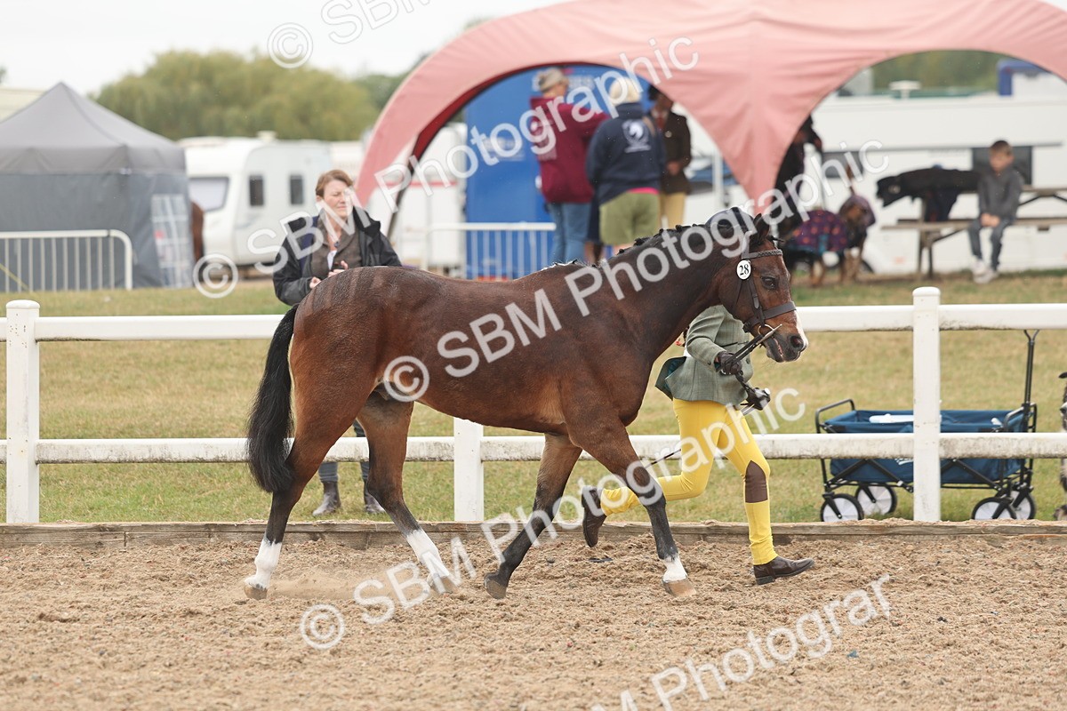 SBM_00474 - Class 13 Young Handler