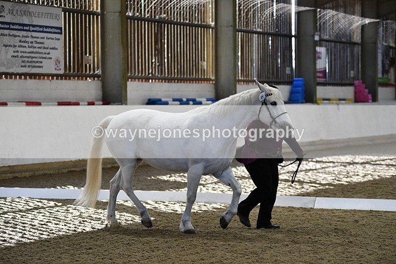 WJ5_3703 - Class 5 In Hand Veterans