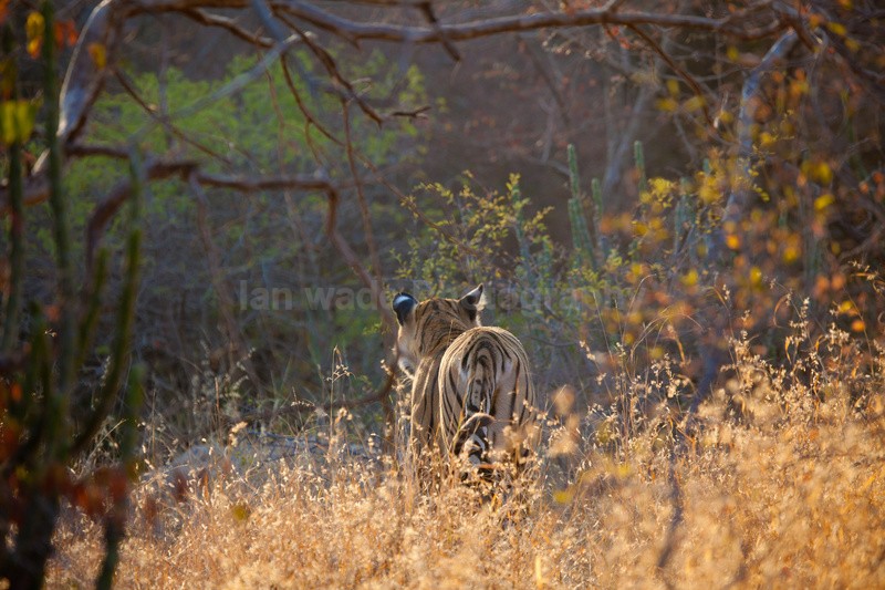  - Indian - People, Culture, Wildlife & landscape