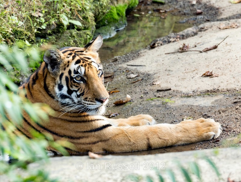  - Indian Safari 2017