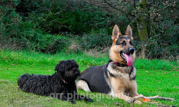 Tess & Gertie - Dogs