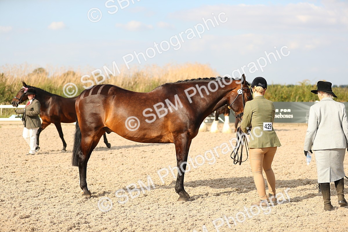 SBM_08589 - Class 28 - IH Veteran Horse